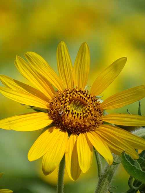 Yellow Sunflower in Close Up Photography