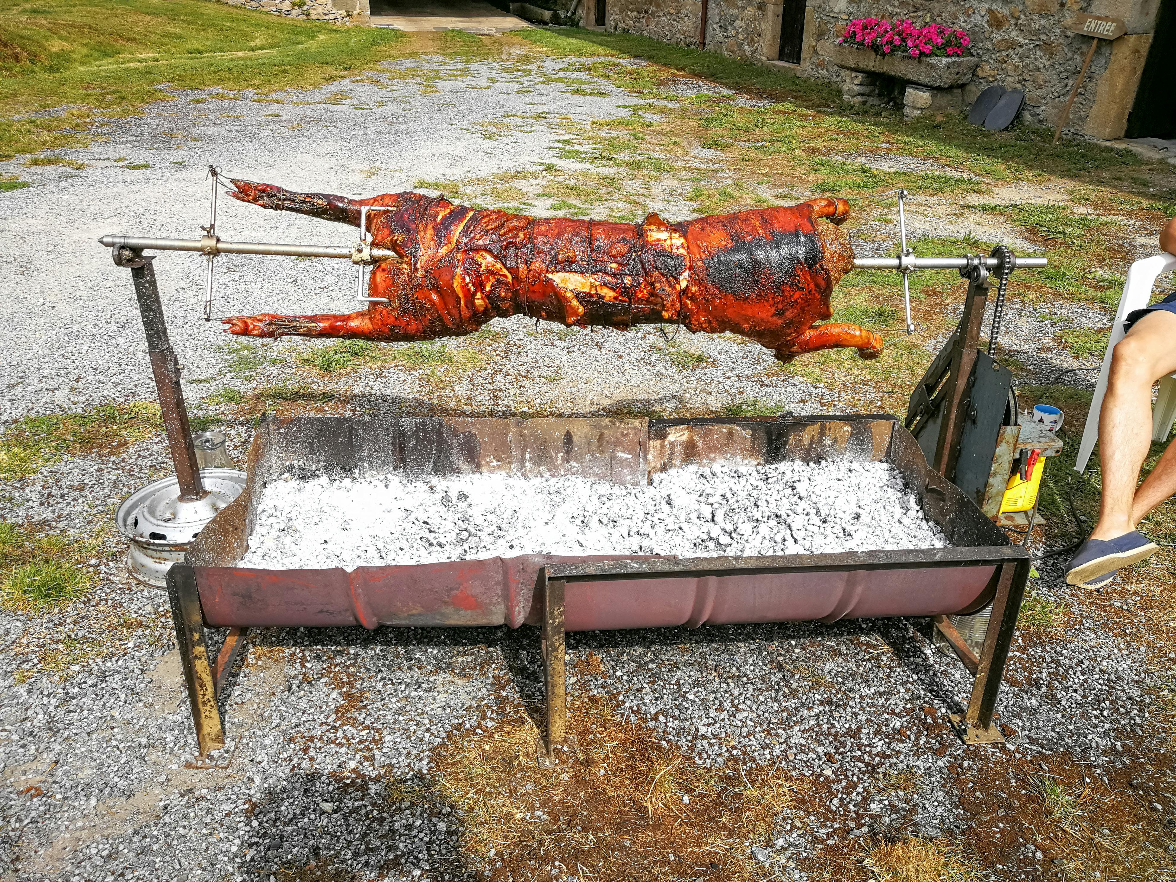 Free stock photo of pig barbecue, roasting