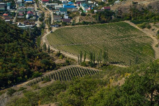Aerial view of a vineyard nestled in the countryside surrounded by small houses and greenery.
