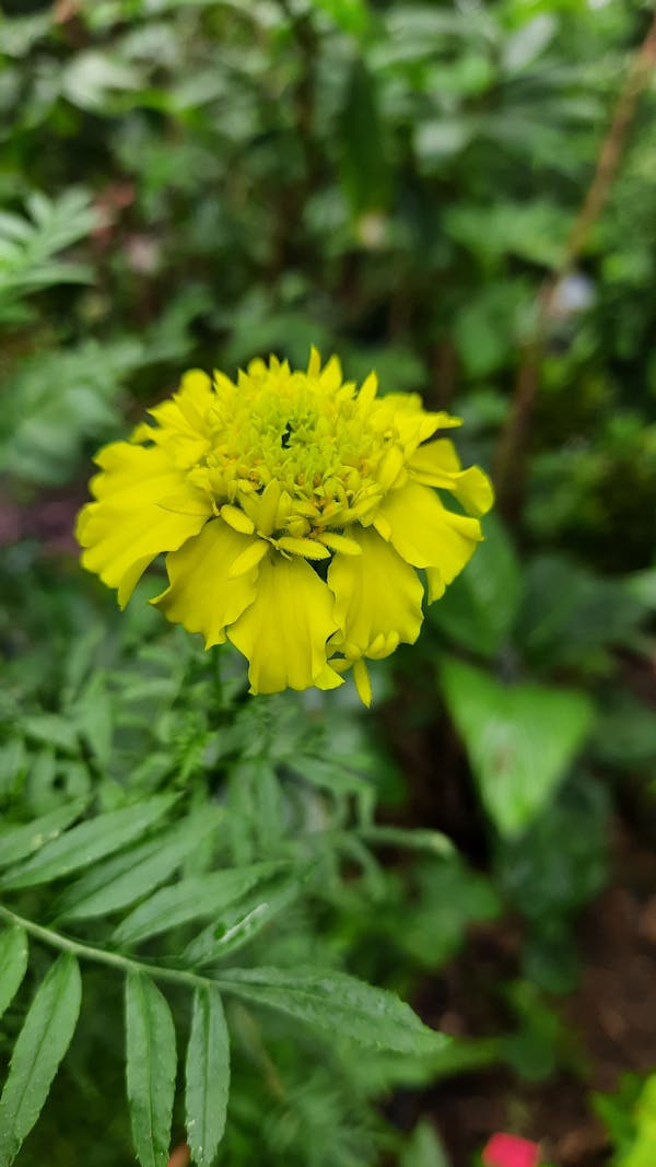 Portable Camping Stove