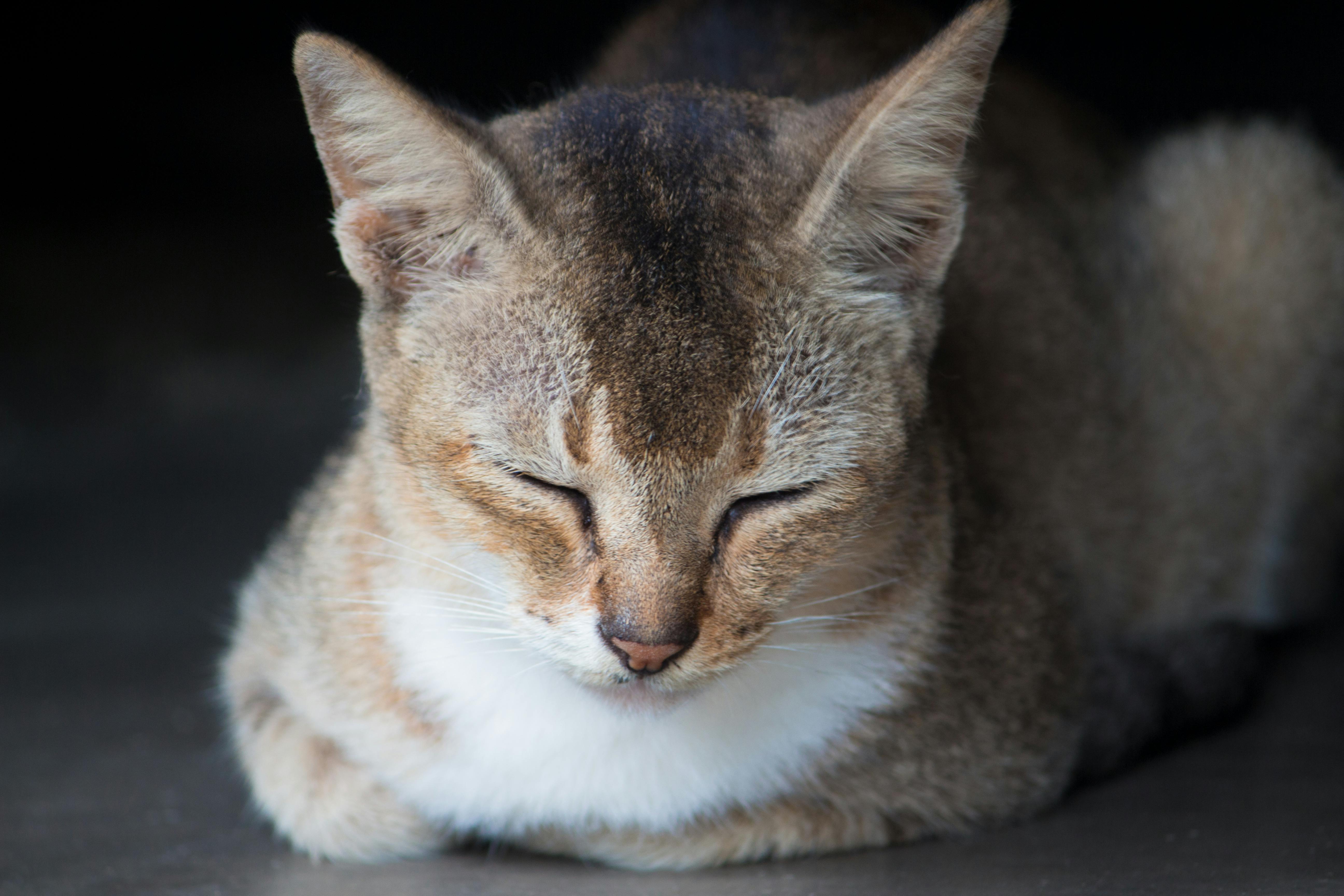 close up photo of brown tabby cat