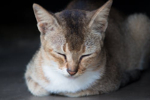 棕色的虎斑猫的特写照片