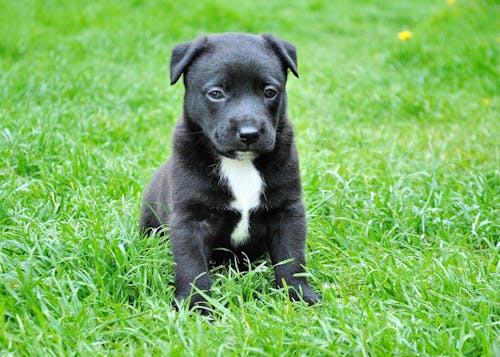 푸른 잔디에 앉아 흑인과 백인 짧은 코팅 된 강아지