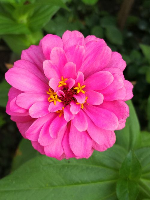 Free Close-up of a vibrant pink Zinnia flower showcasing its delicate petals and yellow center. Stock Photo