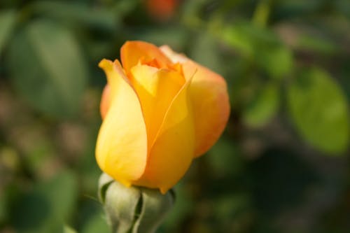 คลังภาพถ่ายฟรี ของ กลีบดอก, กุหลาบสีเหลือง, ดอกกุหลาบ