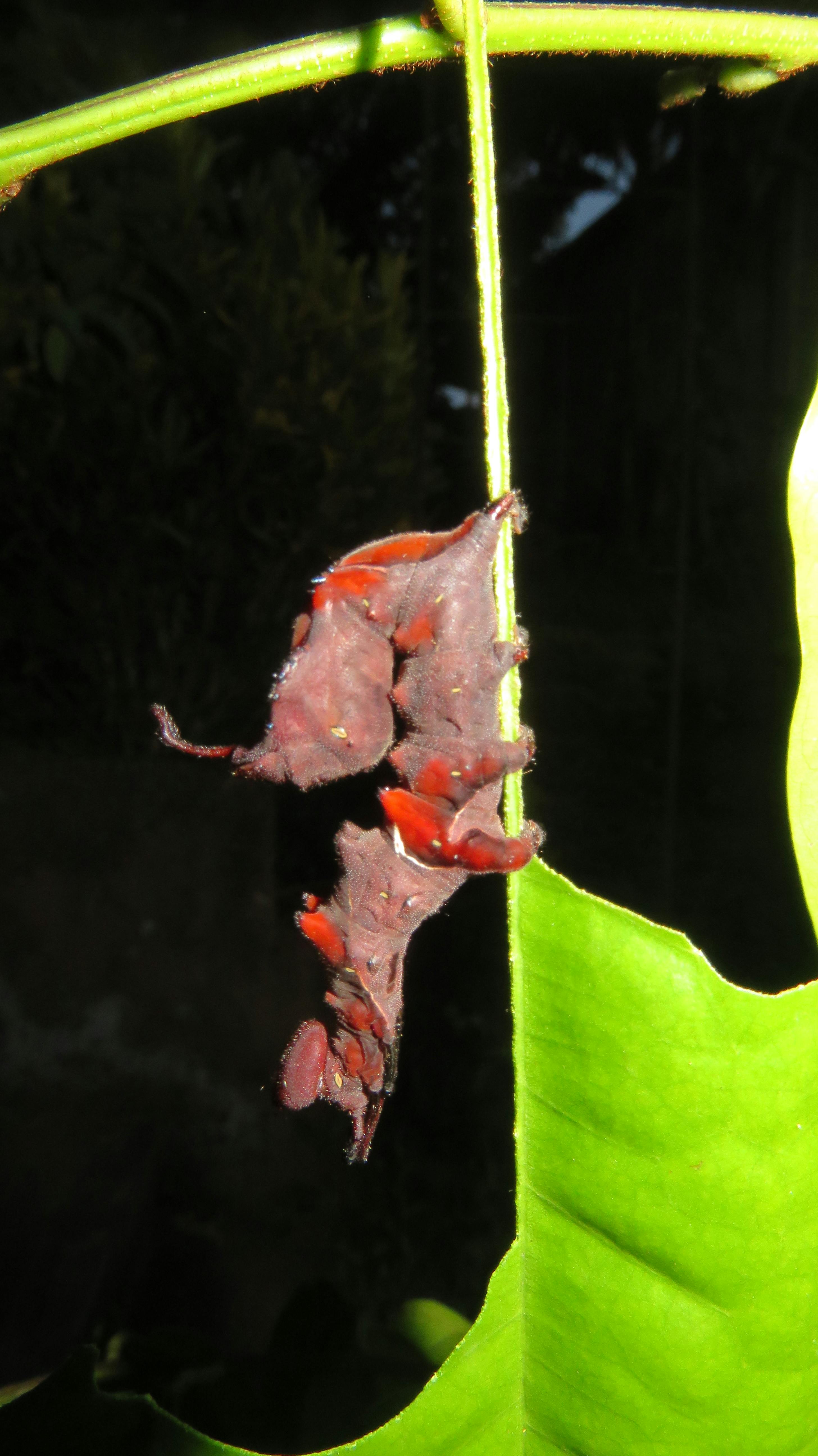 Advanced Vision Correction