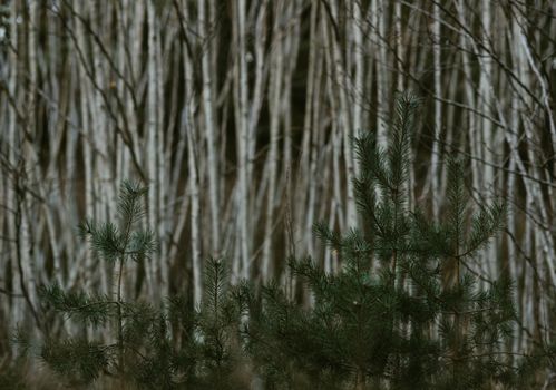 A serene view of pine trees and birch trunks in a forest near Riga, Latvia.