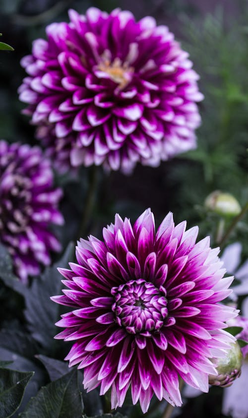 無料 3つの紫色の花 写真素材