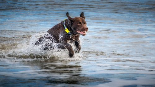 Free A lively Labrador Retriever plays joyfully in ocean water, creating a splash. Stock Photo
