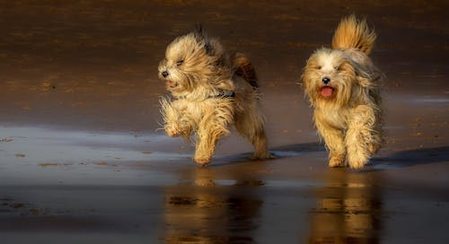 Fotos de stock gratuitas de animal, canino, correr