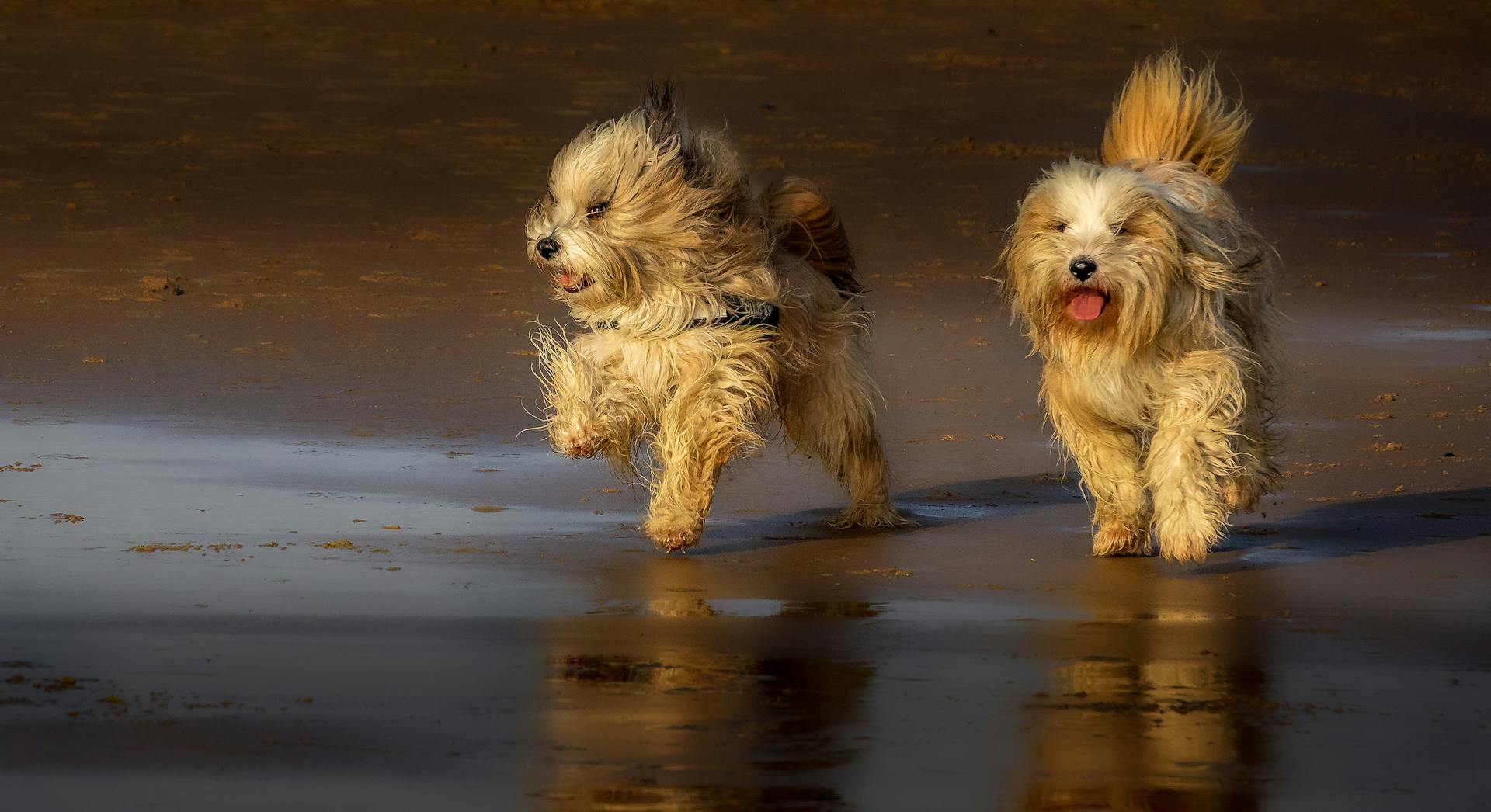 Terriers qui courent sur le rivage