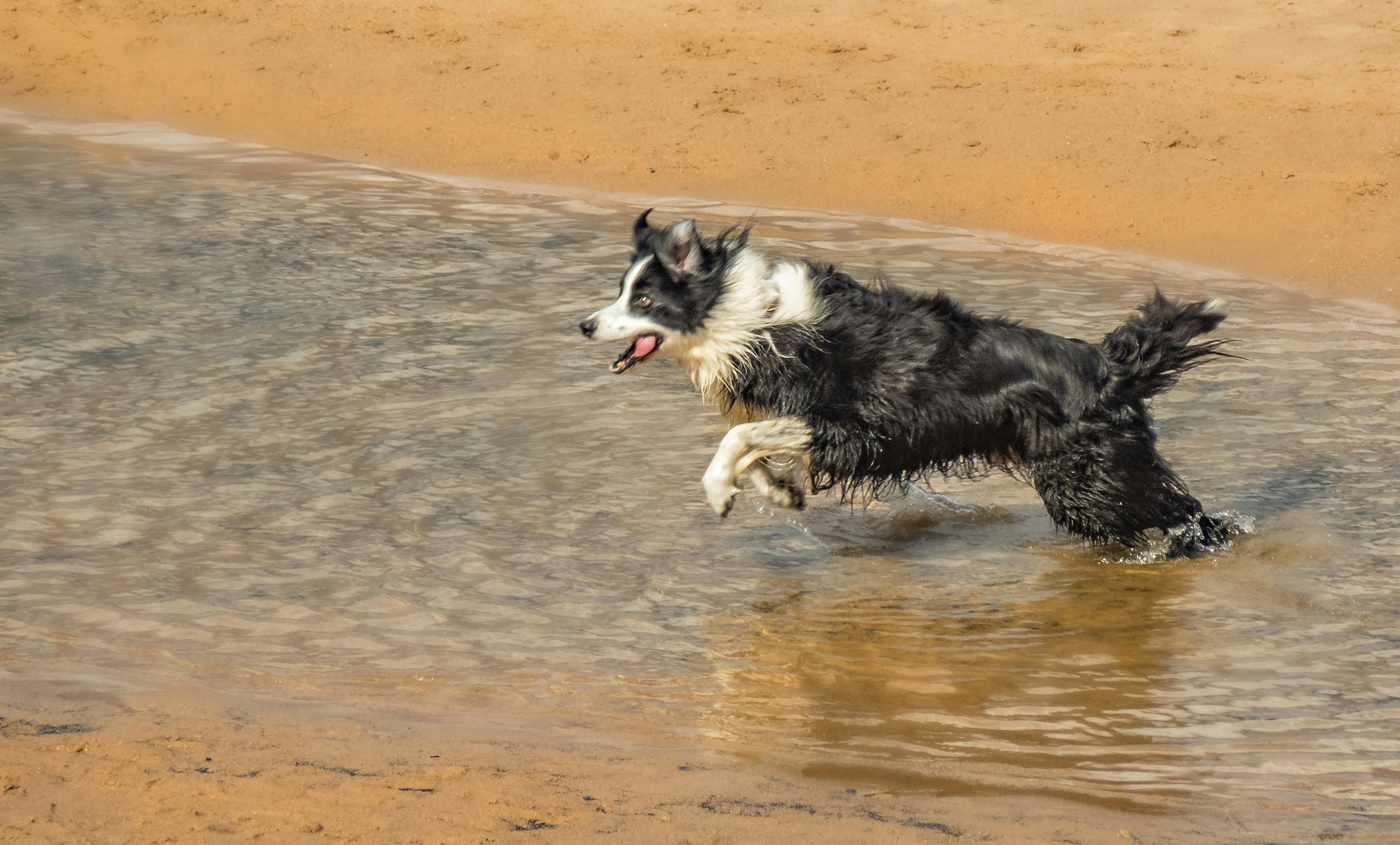 a border collie running on a shore