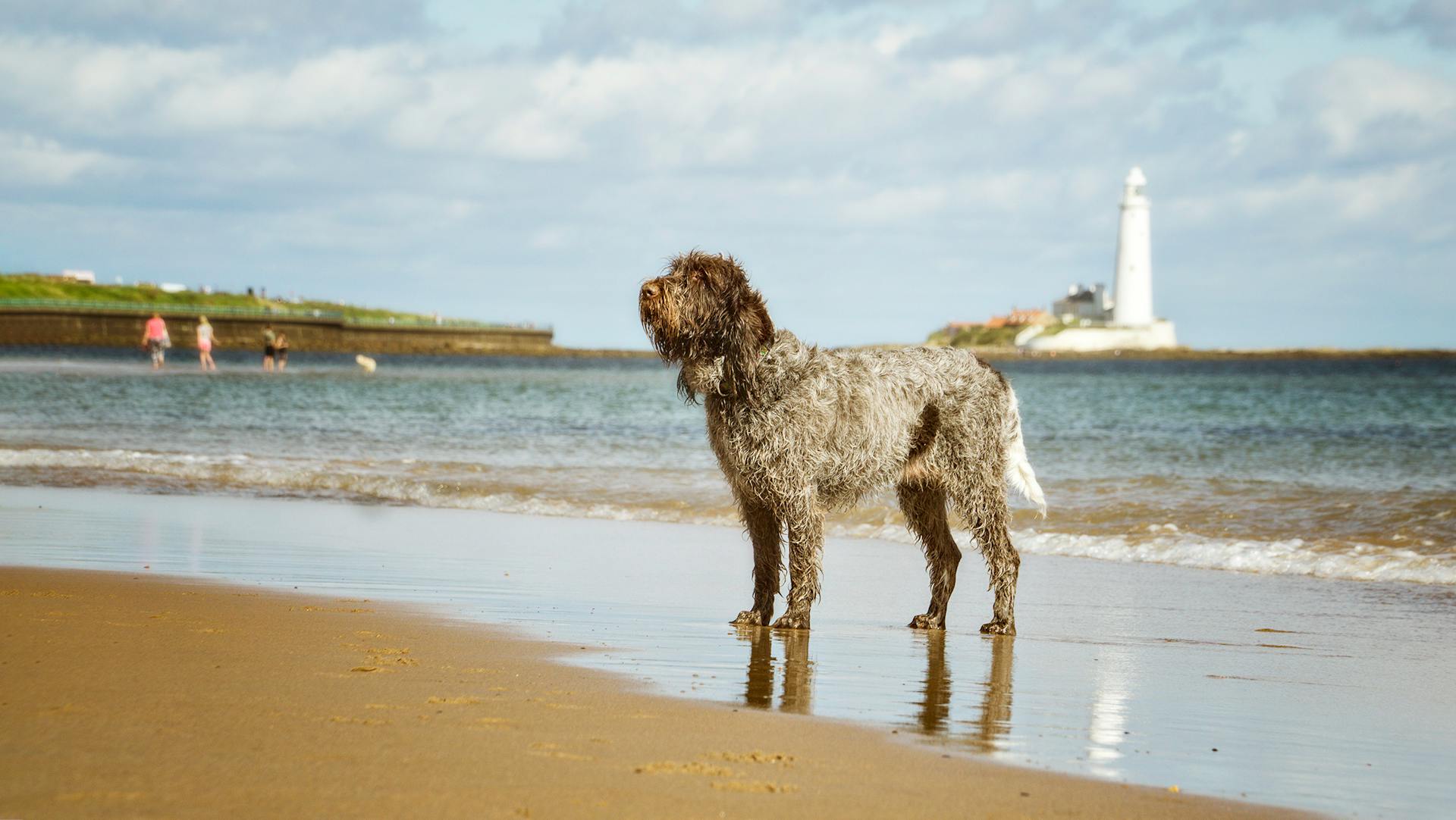 Un Spinone Italiano sur une plage