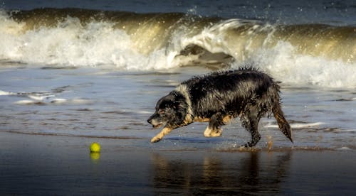 Photo of Dog Walking on Beach · Free Stock Photo