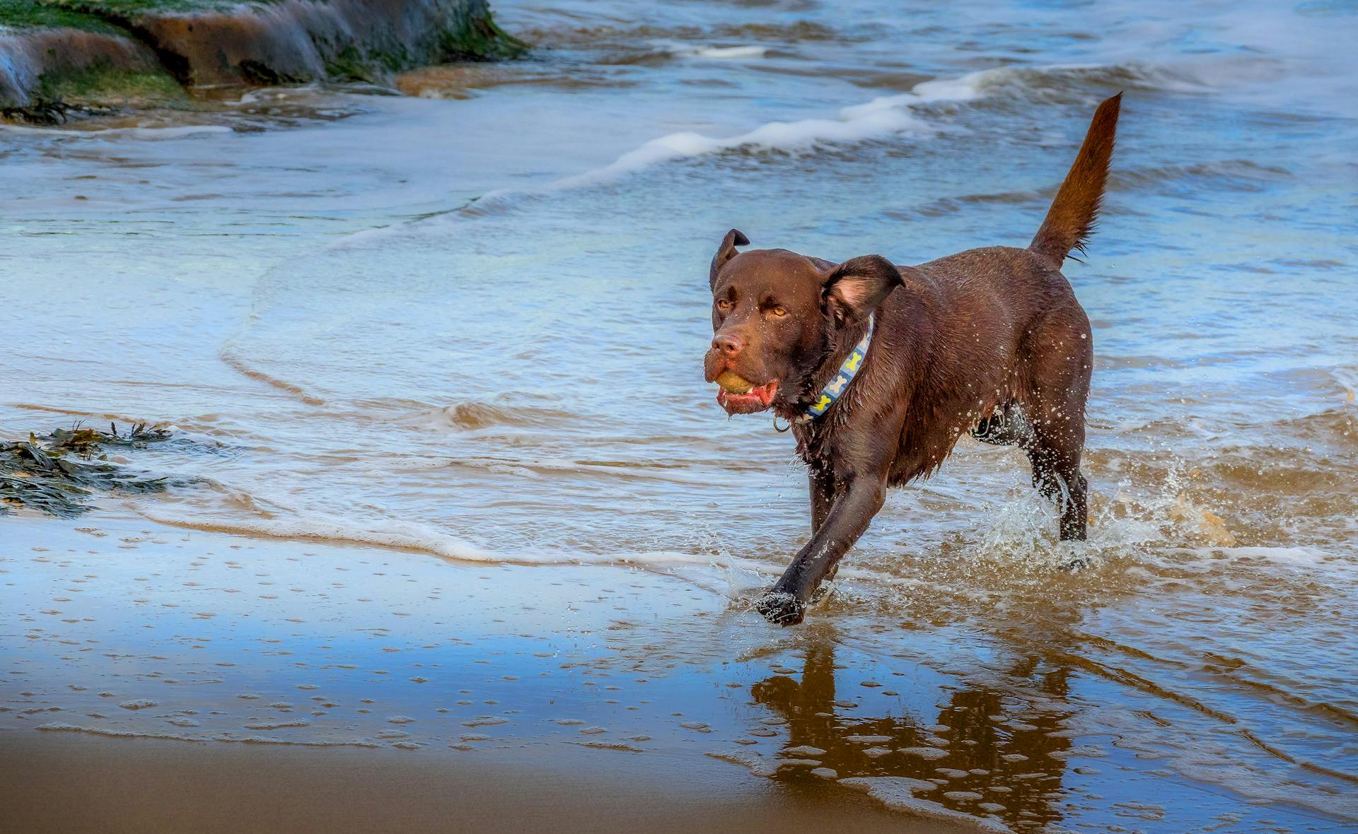 En labrador hämtar en boll på stranden