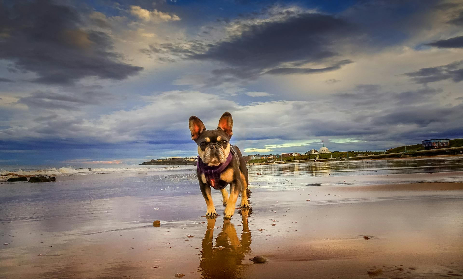 A French Bulldog on a Beach