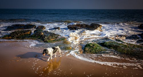 Fotos de stock gratuitas de animal, costa, fotografía de animales