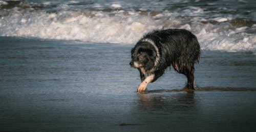 border collie, dalgalar çökmesini, deniz kıyısı içeren Ücretsiz stok fotoğraf