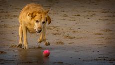 Brown Short Coated Dog Playing With Red Ball on Brown Sand