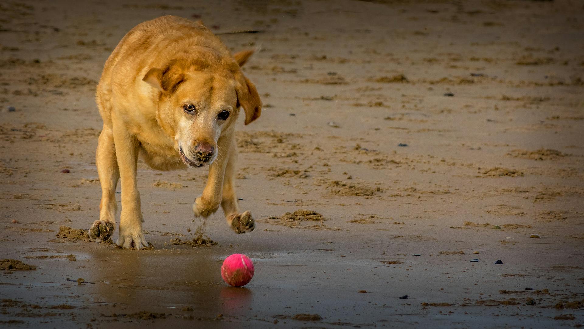 A Brown Dog Playing Fetch on a Beach