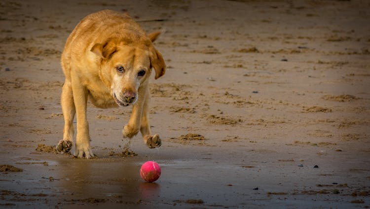 A Brown Dog Playing Fetch On A Beach