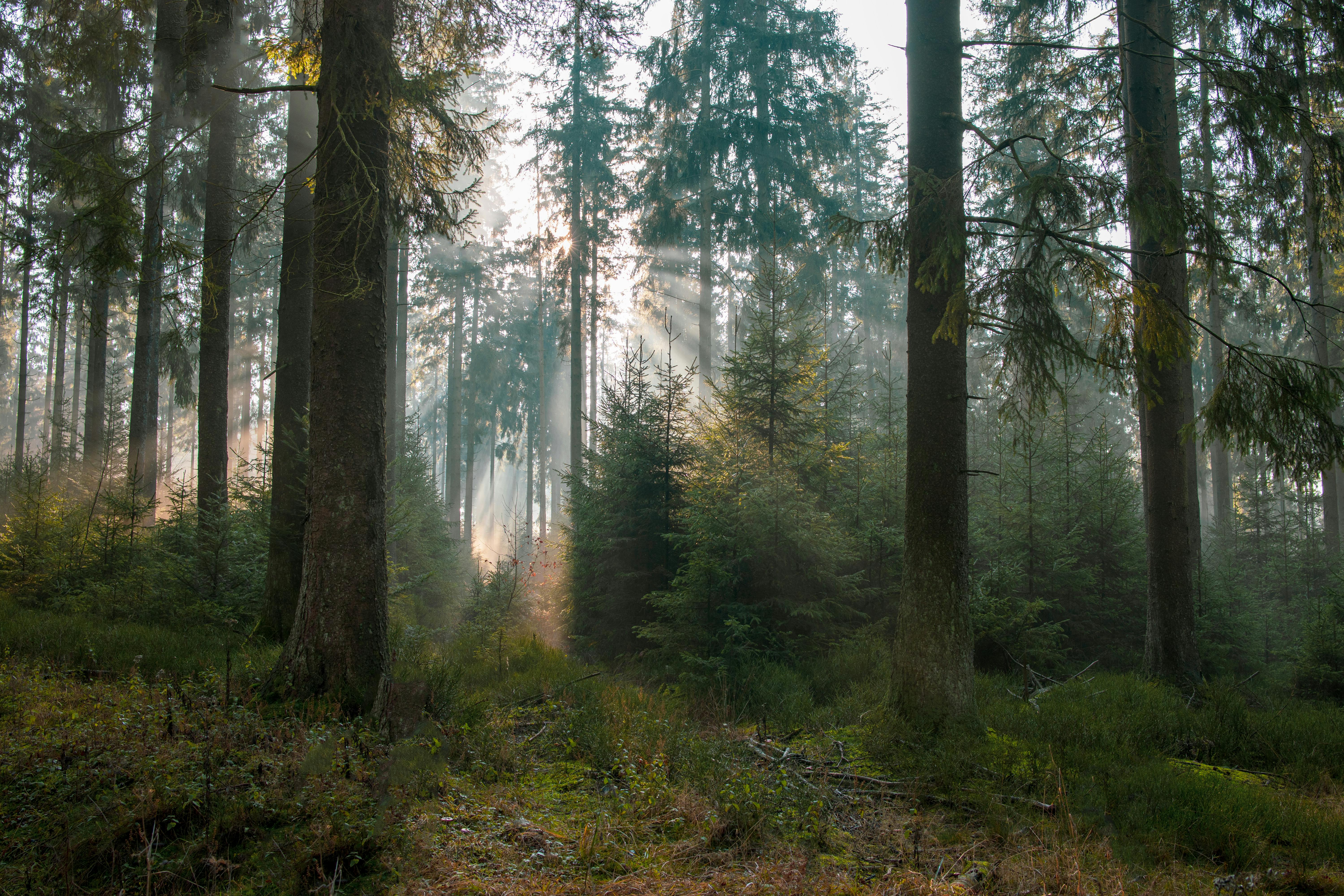Tall Trees in a Forest · Free Stock Photo, image size:1125x750