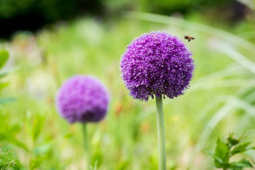 무료 꿀벌과 보라색 꽃 스톡 사진