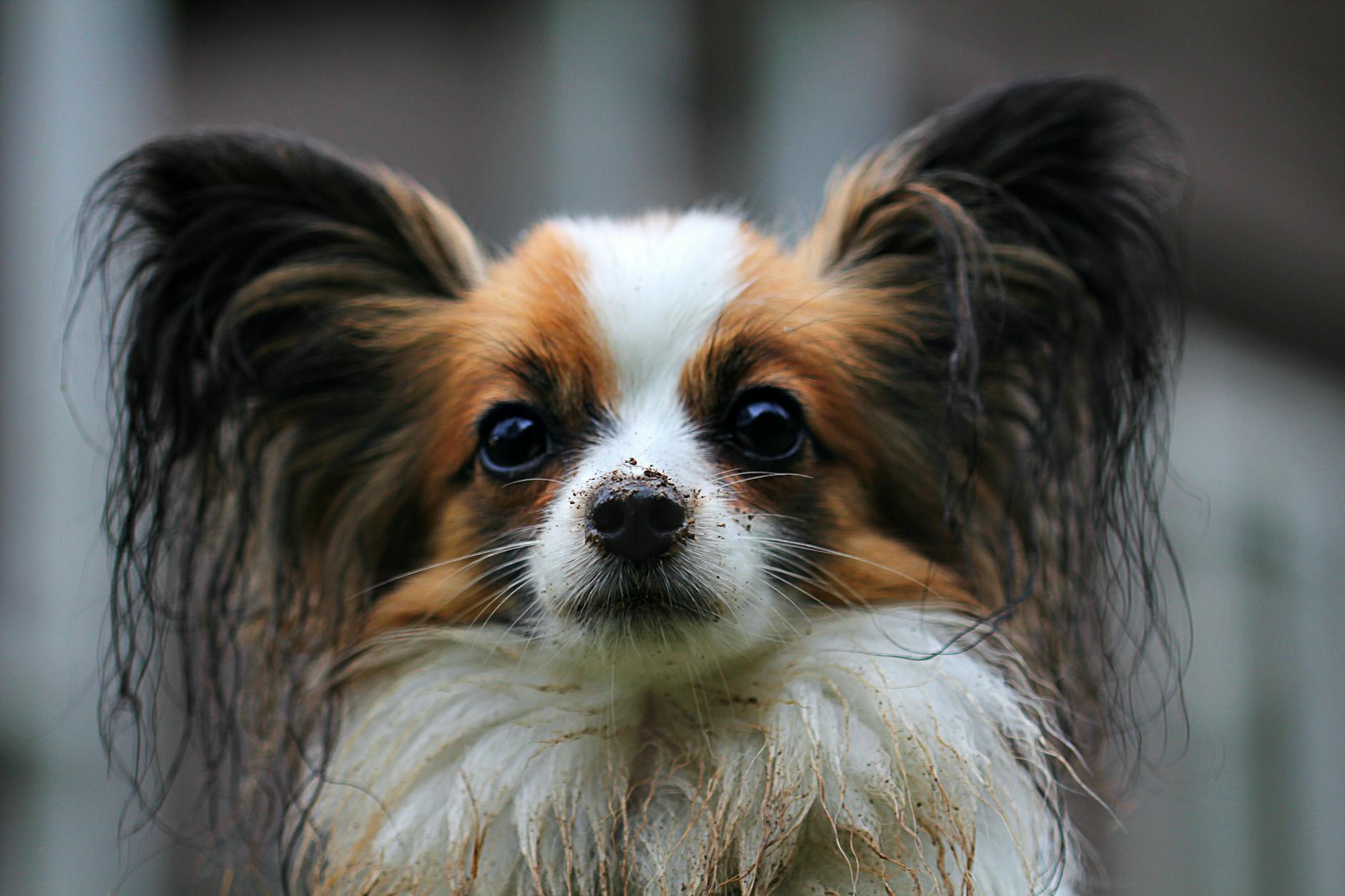 Breeders of Clumber Spaniel Adorable papillon dog with dirt on its face, looking intently at the camera.