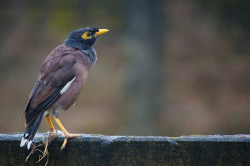 Free Black and Brown Bird Standing on Fence Stock Photo