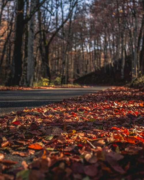 Fallen Leaves by the Road