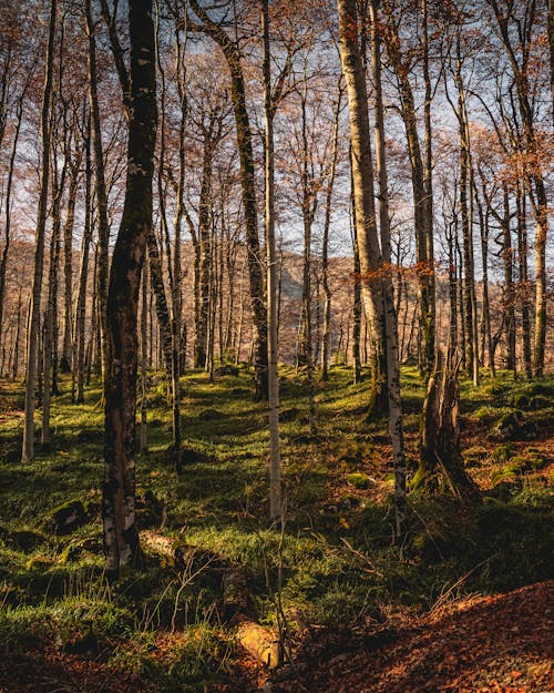 Green and Brown Trees on Grass