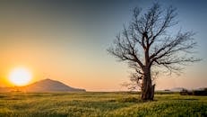 在印度曼达夫附近郁郁葱葱的田野中，日落景色静谧无声