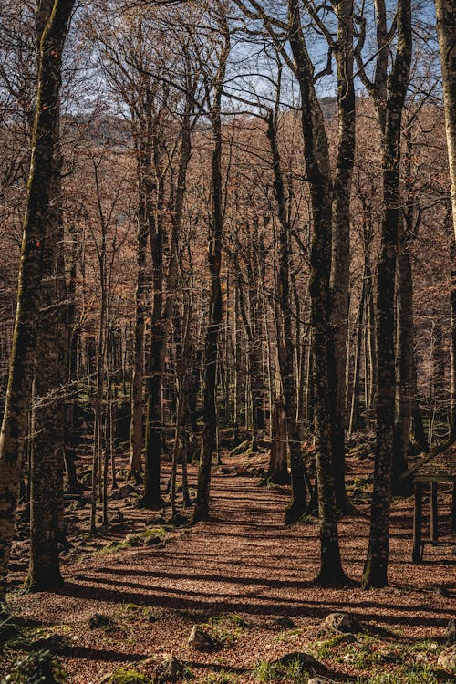 Безкоштовне стокове фото на тему «вертикальні постріл, гілки дерев, ліс»