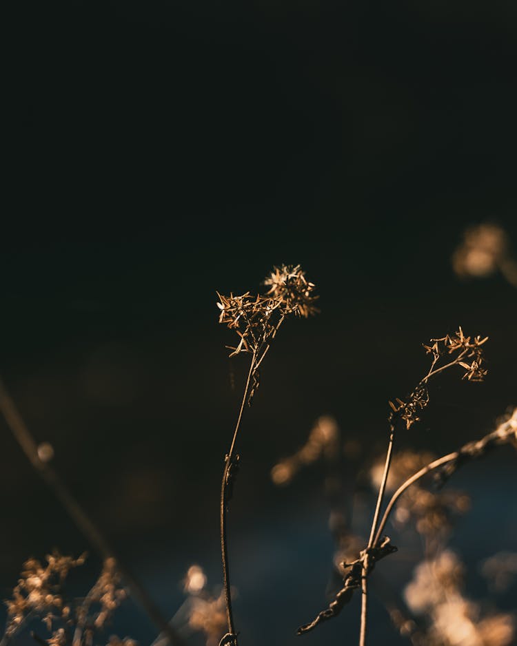 Wildflowers On Dark Background