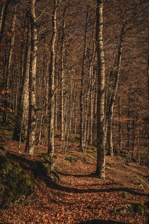 Free Serene autumnal forest scene with bare trees and fallen leaves in Montenegro. Stock Photo