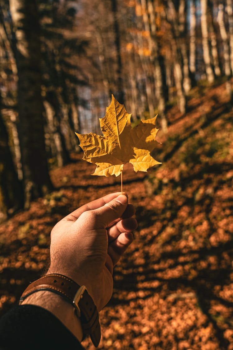 Person Holding Maple Leaf