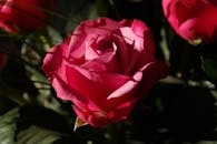 在自然光线下，粉红玫瑰盛开的美丽特写，突出了花瓣的鲜艳