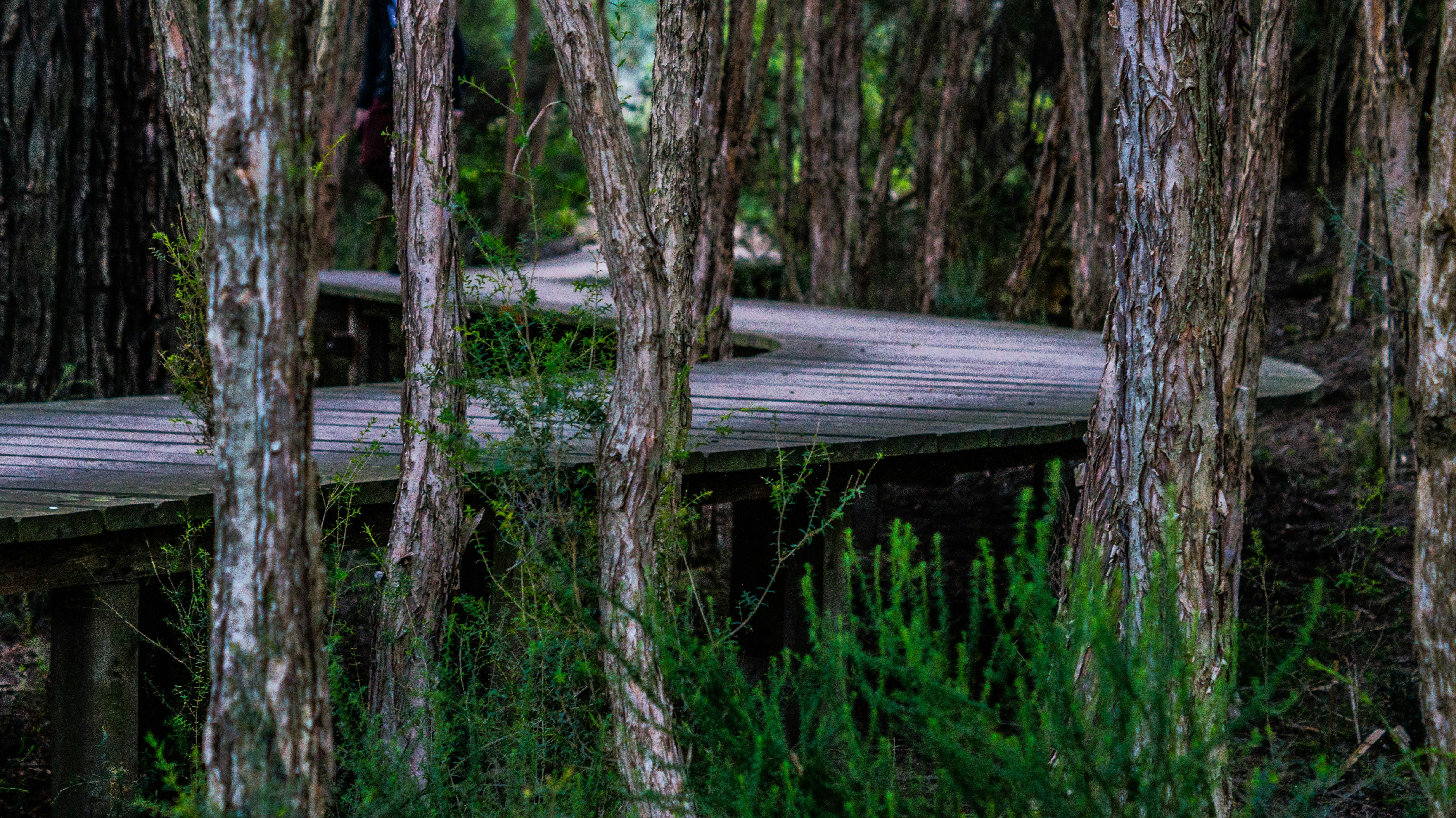 Free Stock Photo Of Boardwalk Curved Environment Free