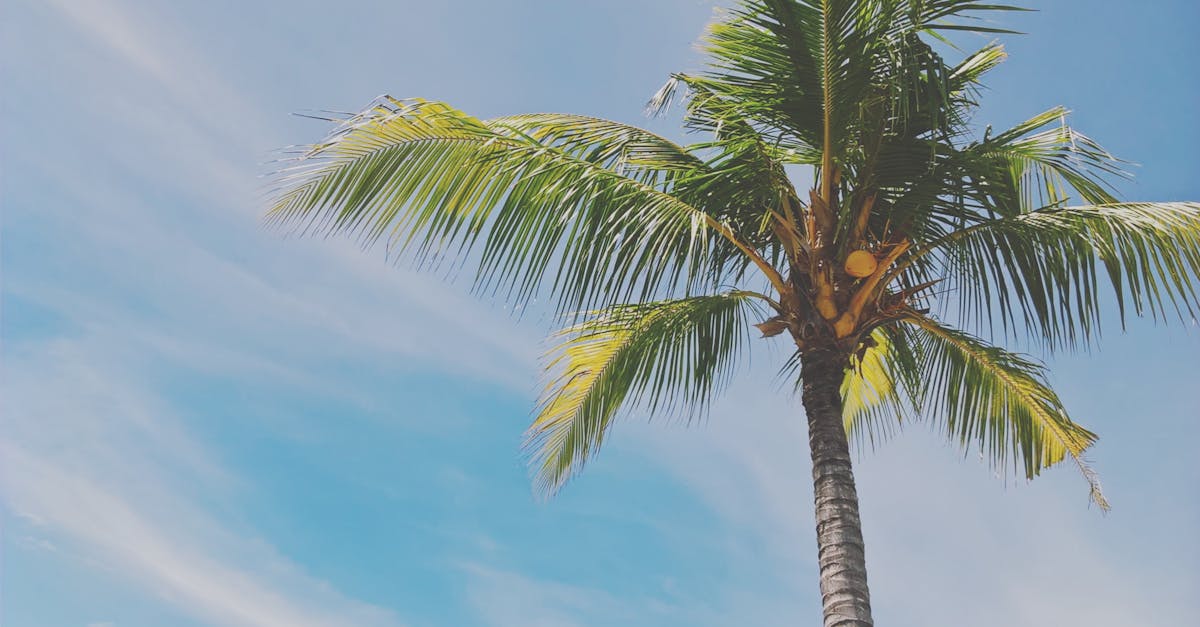 Free stock photo of palm palm leaves palm tree Free stock photo of palm palm leaves palm tree