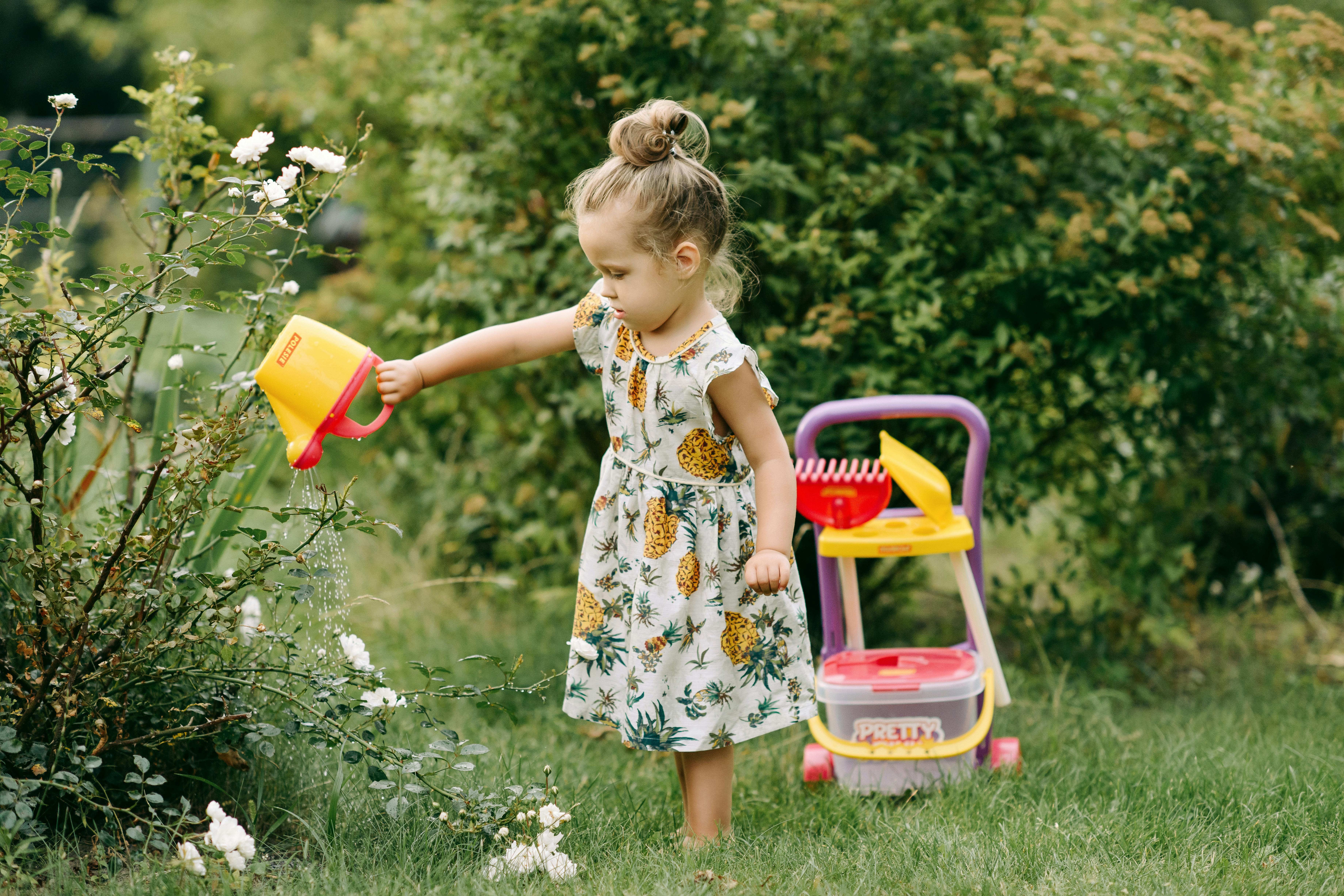 A gardener using a large watering can with a shower head to slowly and deeply water a newly mulched garden bed.