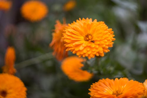 Ingyenes stockfotó narancs, narancssárga virág, virág témában