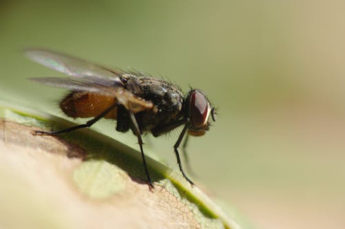 Close-Up of a Fly