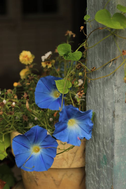 Foto d'estoc gratuïta de flor, flor de campana, flors blaves