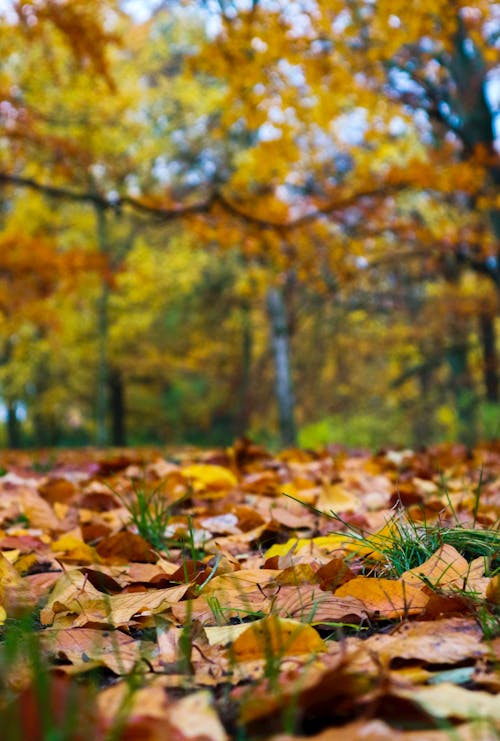  A Close-Up Shot of Dried Leaves