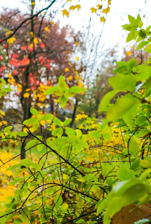 Free stock photo of autumn, colorful, green