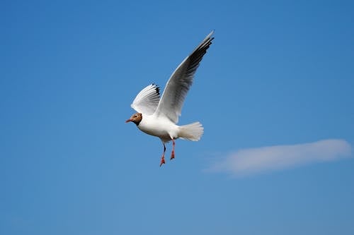無料 昼間に青い空の上を飛んでいる白い鳥 写真素材
