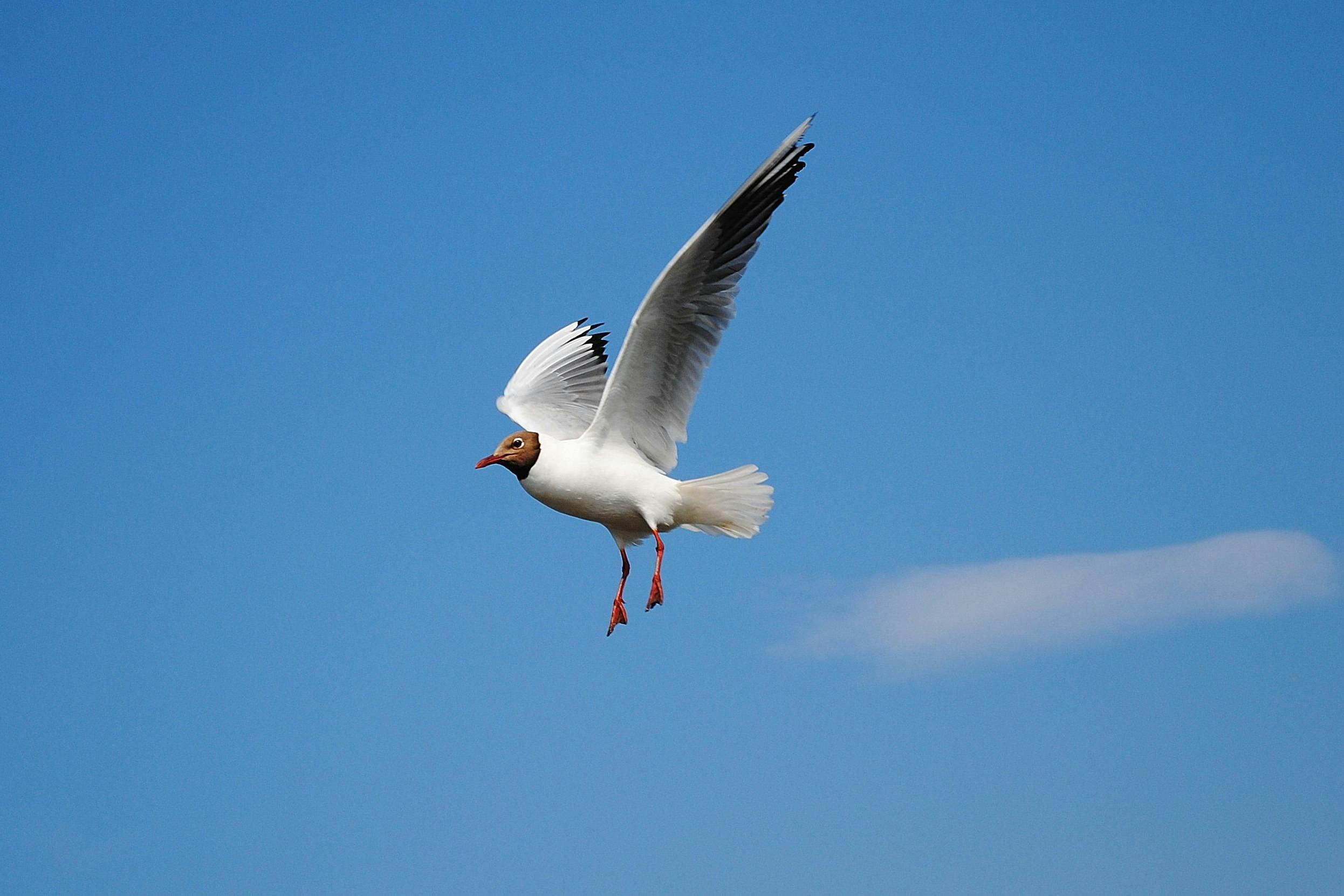 Small Blue White Bird Living On Stock Photo 1291842205