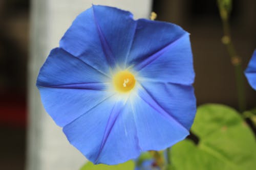 Foto d'estoc gratuïta de flor, flor blava, flor de campana