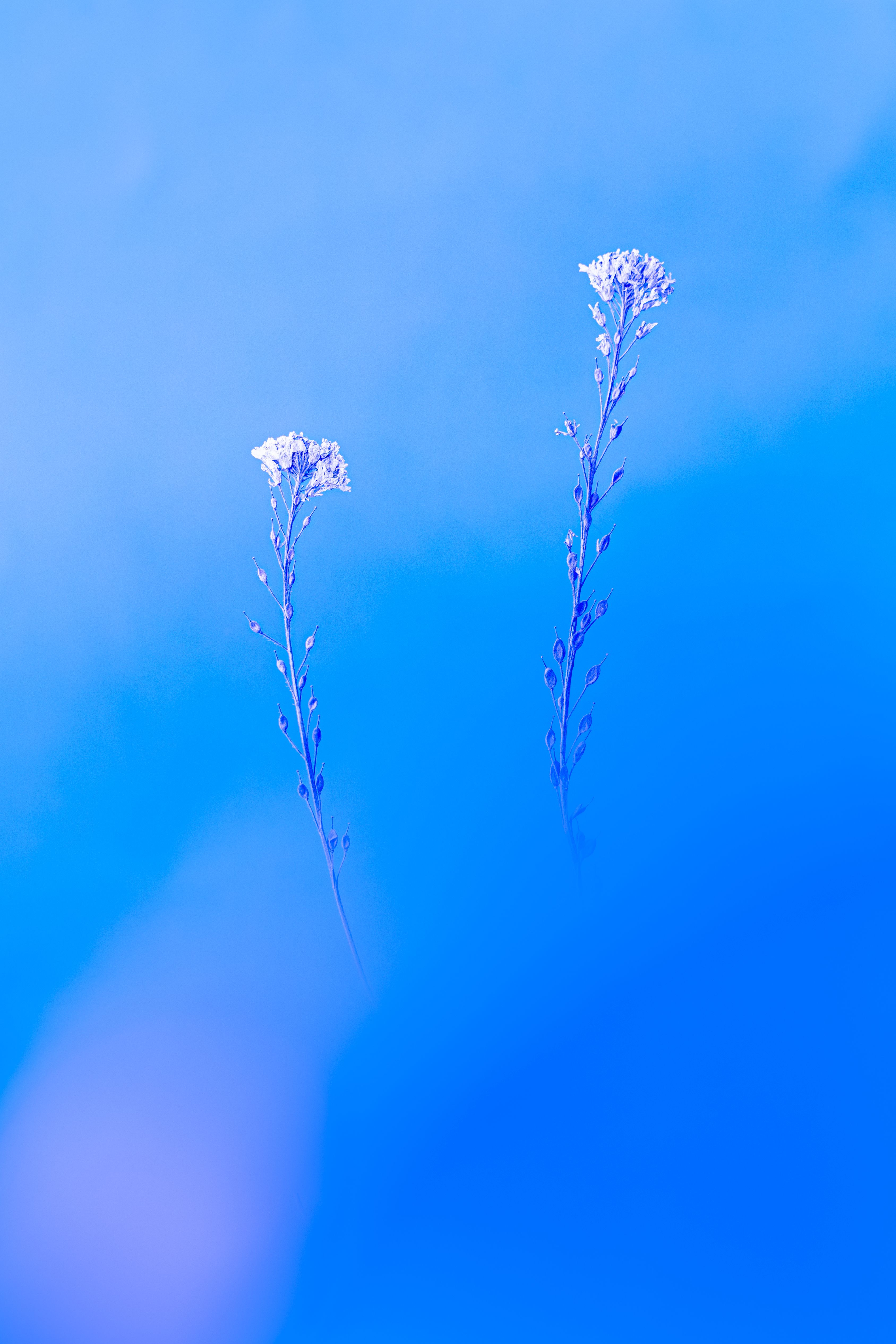 Weeds Photos, Download The BEST Free Weeds Stock Photos &amp; HD Images