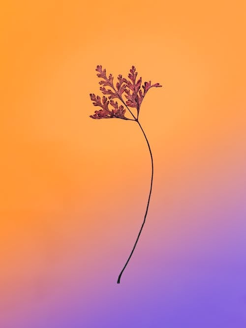 Red Plant on Gradient Background